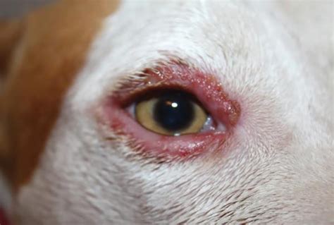 Quagga diseño maletero mi perro tiene el ojo rojo y con legañas Babosa de mar Debe Retrato