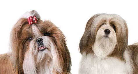 Lhasa Apso vs Shih Tzu – Do You Know How to Tell Which Is Which?