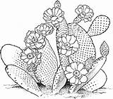 Free Printable Cactus Coloring Pages For Kids sketch template
