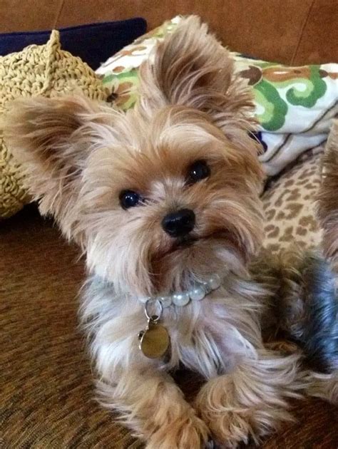 Cute Short Haircuts For Yorkies - Wavy Haircut