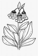 Onlinelabels Clip Art Tall  Bluebell Flower Coloring Pages Free sketch template