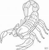 Scorpion Coloring Download For Free  Vrogueco sketch template