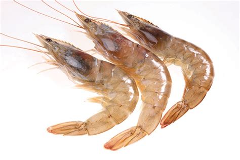 NOAA predicts the season for commercial harvest of brown shrimp in the ...