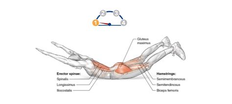 Superman Exercise Muscles Worked