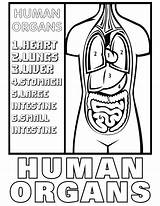 Human Organs Coloring And Drawing For Kids Drawings sketch template