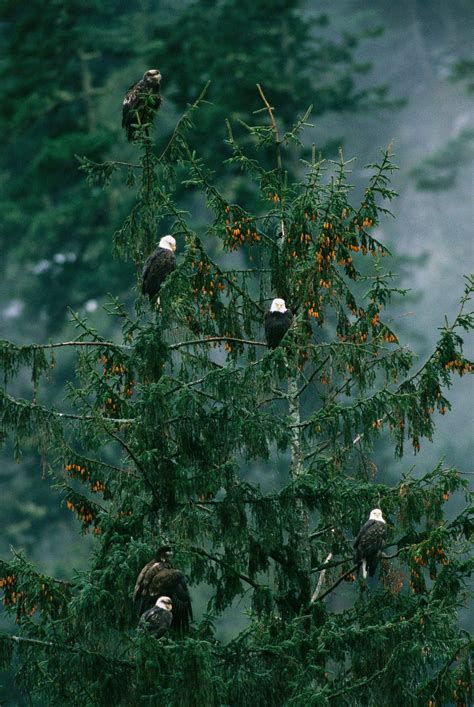 Endangered No Longer: Our Favorite Pictures of Bald Eagles