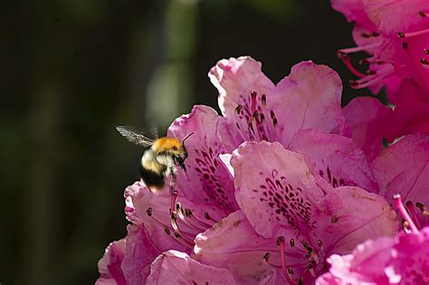 Bee On Rhododendron Free Stock Photo - Public Domain Pictures
