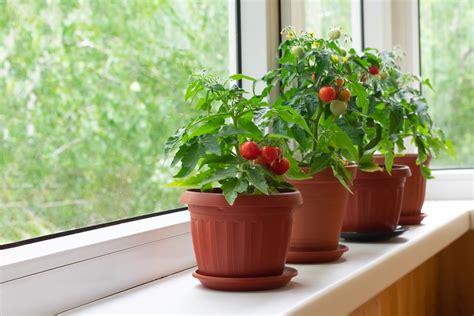 Everything You Need to Know About Growing Cherry Tomatoes In Pots - Minneopa Orchards