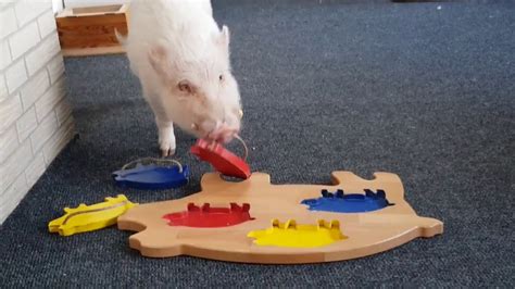 Smart pig knows his colors - YouTube