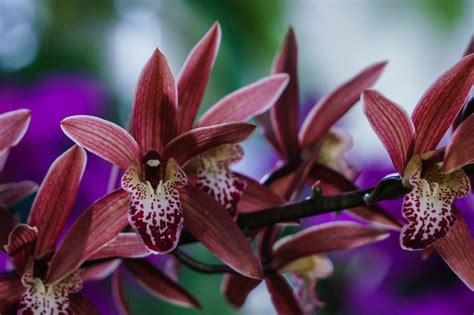Cymbidium Ruby Red... | IV Exposición Nacional de Orquídeas … | Flickr
