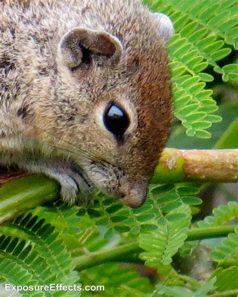 Rare Squirrel Behaviour — World Ghoomo