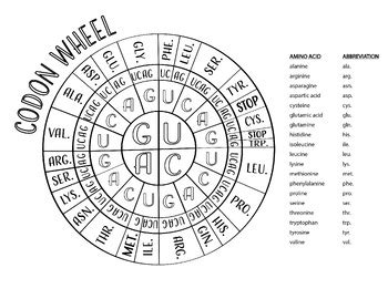 Codon Wheel by Corvidae Coloring | TPT