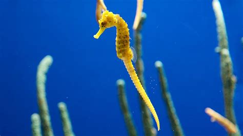 Different Types Of Seahorse Species: The 8 Most Extreme | Citrus Reef