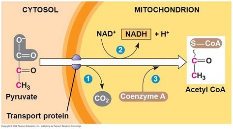 Pin on Cellular Respiration