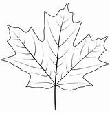 Sugar Maple Leaf coloring Page  Free Printable Coloring Pages sketch template