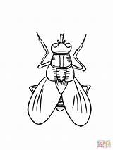 Fly Coloring Page Sketch sketch template