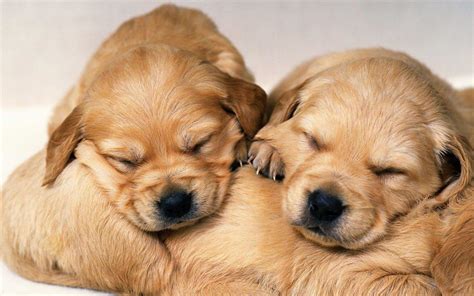 Cute Puppy Wallpapers - Wallpaper Cave