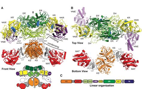 The Crystal Structure of a Mammalian Fatty Acid Synthase | Science