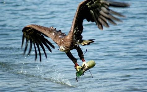 11 best eagles catching fish images on Pinterest | Bald eagles, Eagles and Beautiful birds