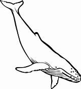 Dive Into Skittish Blue Whale Coloring Page Locking On To Peer At Your  sketch template