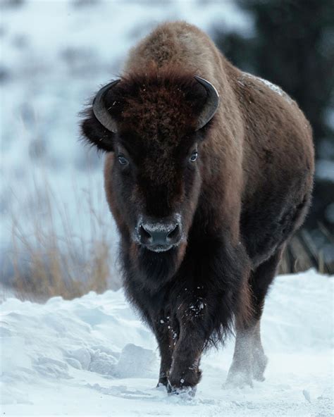 Bison gaze on a winter morning Photograph by Murray Rudd