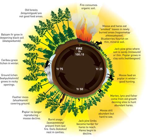 Wildfire - Pimachiowin Aki