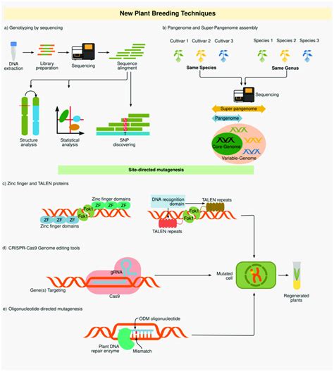 New plant breeding techniques. (a) Genotyping by sequencing. This ...