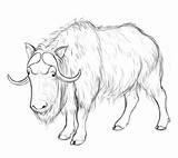Normal Musk Ox Coloring  Play Free Coloring Game Online sketch template