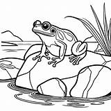 Frog On pond Rock coloring Page Lulu Pages sketch template