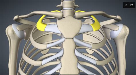 How To Tell If A Rib Is Out Of Place : Learn about the symptoms and ...