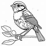 Song Sparrow Coloring Page · Creative Fabrica sketch template