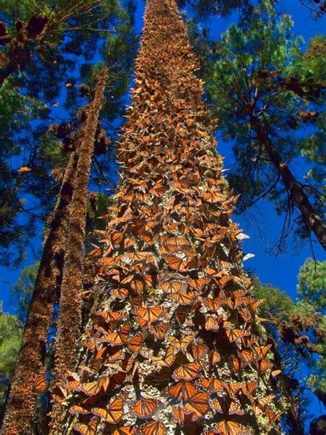 Michoacán | Monarch butterfly migration, Butterfly migration, Monarch ...