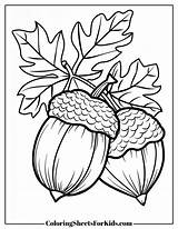 Acorn Coloring Pages Free Print  Sheets For Kids sketch template