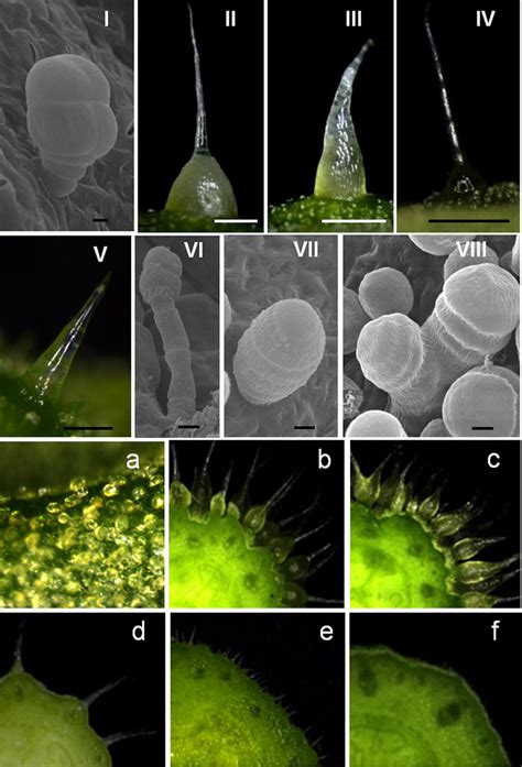 Morphological characterization of eight (I–VIII) types of trichomes on ...