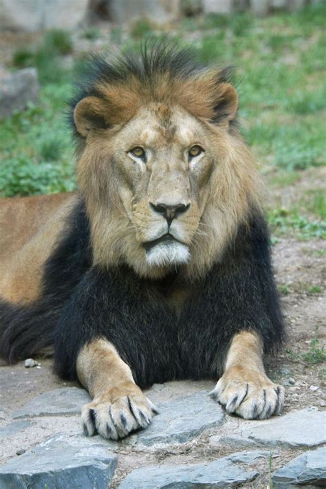 Lioness and Cub in the Wild