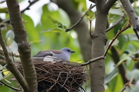 Premium AI Image | Nesting Collared Dove