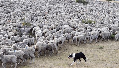 Western Confluence » Raising Sheep in Patagonia