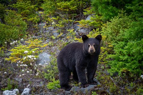 "Careless" Visitors Lead To Glacier National Park Black Bear’s Death - Modern Campground