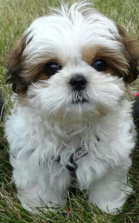 Is A Shih Tzu Dog The Right Breed For You? | The Pets Dialogue