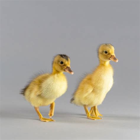 Ducklings: Silver Appleyard - My Pet Chicken