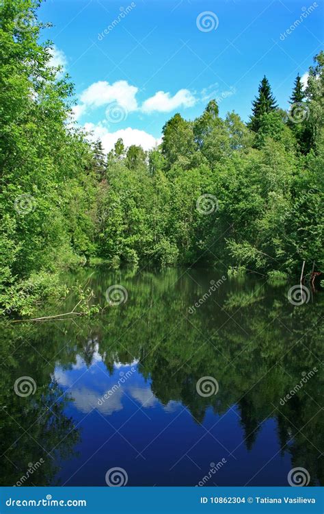 Reflection of the Forest in the Pond Stock Photo - Image of forest, trees: 10862304