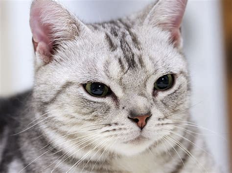 HD wallpaper: Gorgeous American Shorthair Cat, grey and black short fur ...