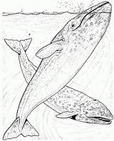 Humpback Whale Coloring Pages  Coloring Home sketch template