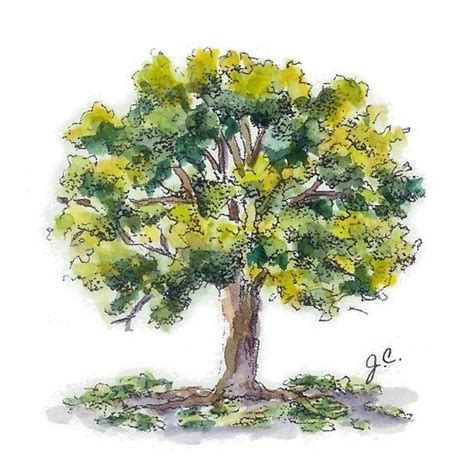 Oak tree tattoo, Tree tattoo color, Tree sketches