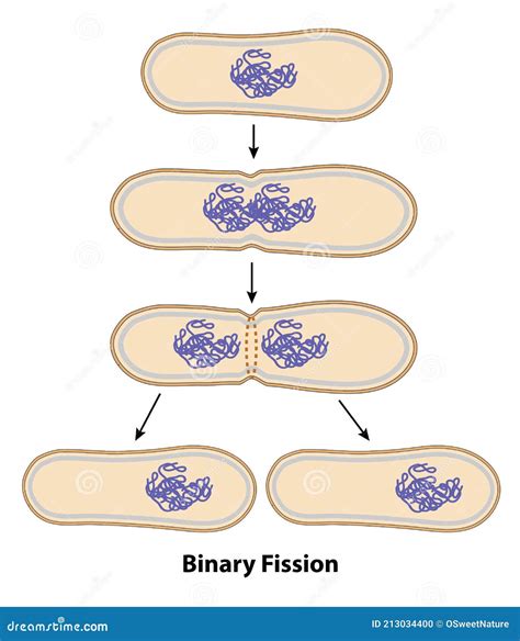 Binary Fission in Cell Division Stock Vector - Illustration of process, membrane: 213034400