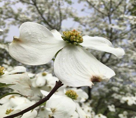 Cornus Florida — Ruppert Nurseries