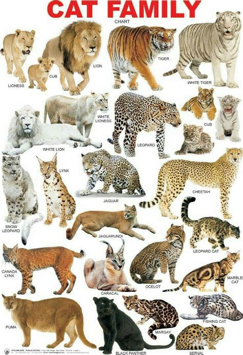 All Cat Breeds A Z With Pictures - Pets Lovers