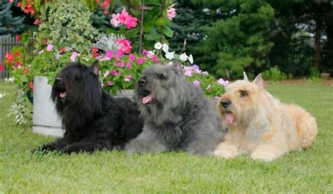 3 colors of Bouvier | Every dog breed, Bouviers des flandres, Dog breeds