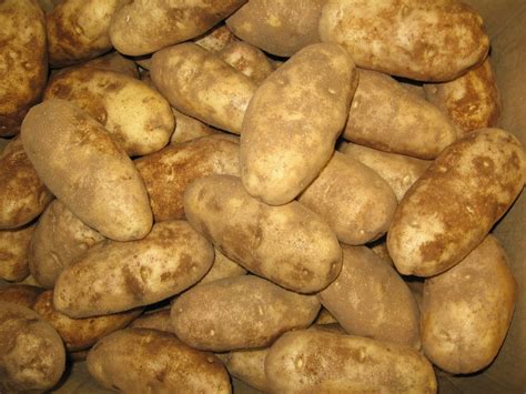 Small Potatoes - Fornazor International IncFornazor International Inc