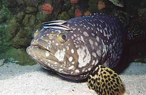 Epinephelus lanceolatus Queensland Grouper - MarineThemes Stock Photo Library